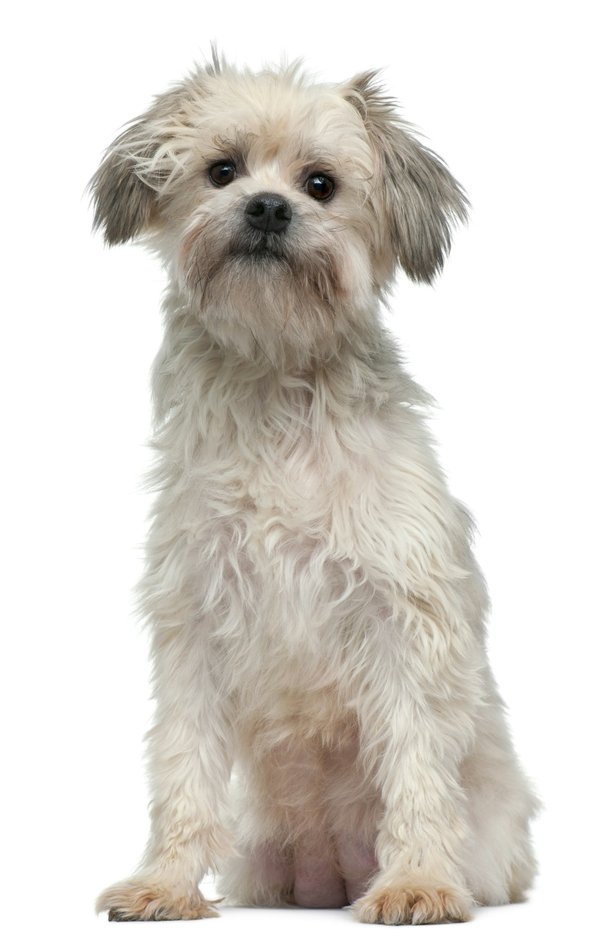 Actualités des chiens : émotions et conseils pour bien agir