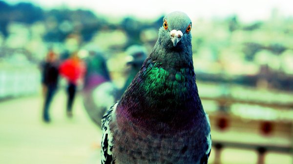 Éloigner les pigeons : conseils pratiques pour votre espace