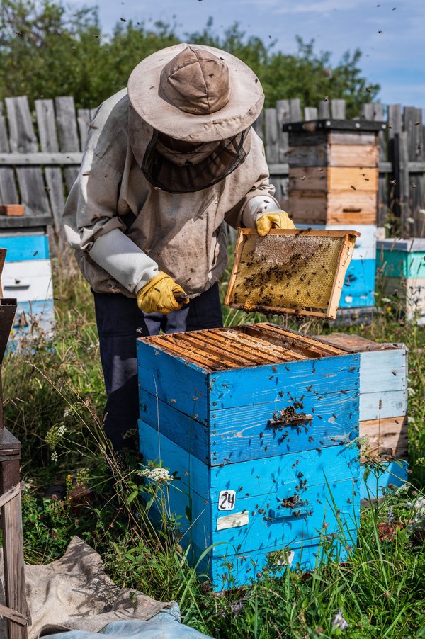 Découvrez les meilleures ruches abeille au meilleur prix